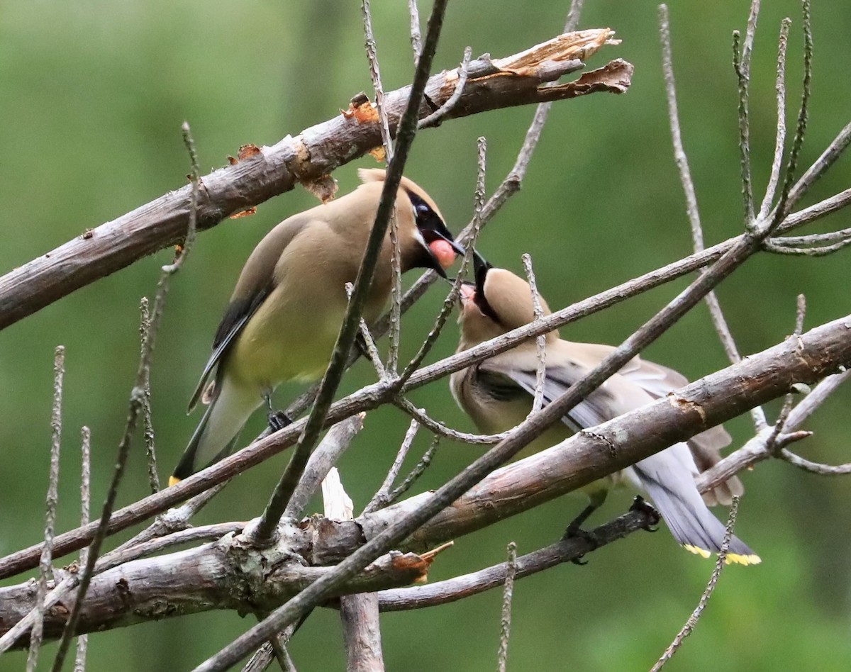 Cedar Waxwing - Lynne Harding