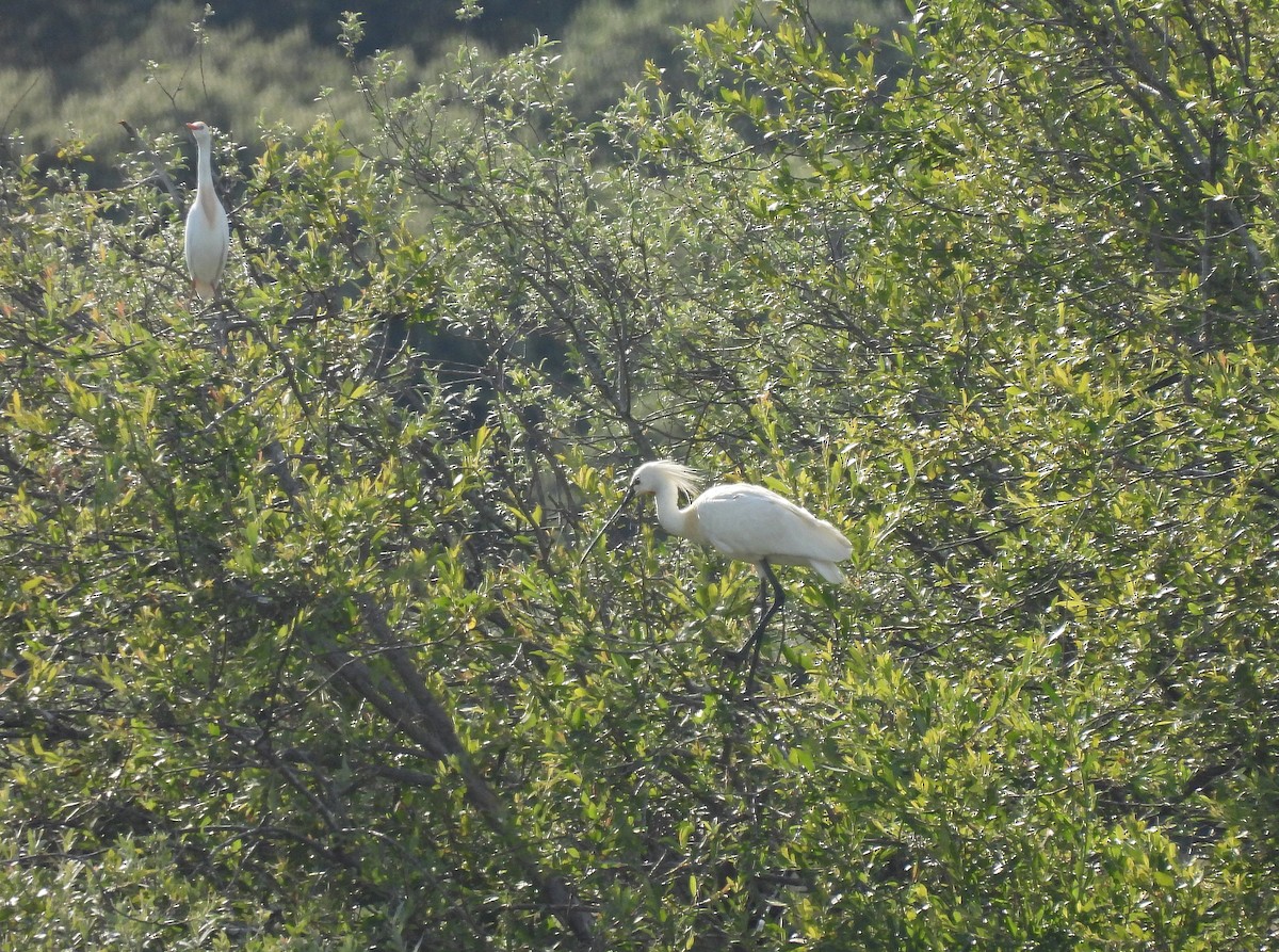 Eurasian Spoonbill - ML620895287