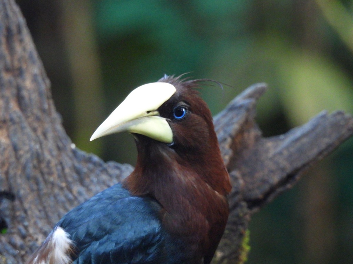 Chestnut-headed Oropendola - Néstor Villalobos Rojas