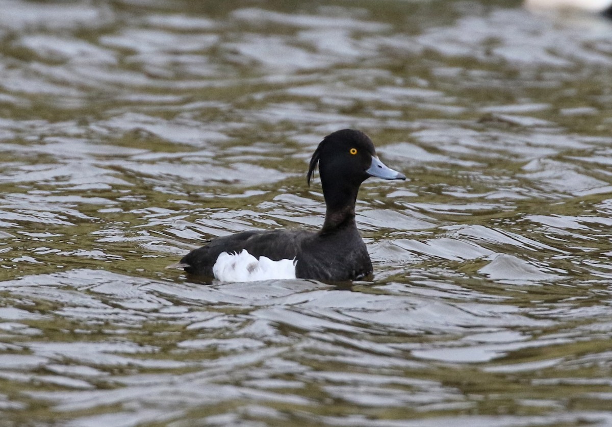 Tufted Duck - ML620895291