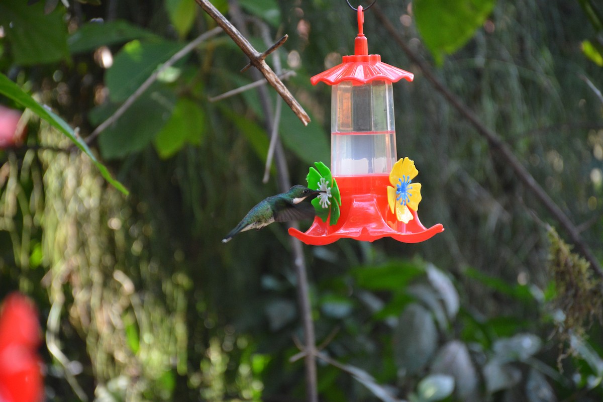 White-throated Hummingbird - ML620895292