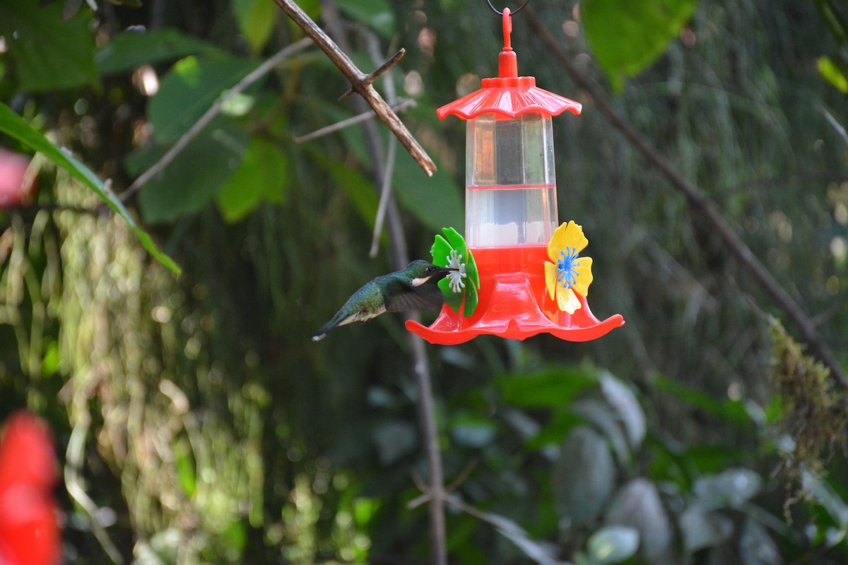 Colibrí Gargantilla - ML620895292