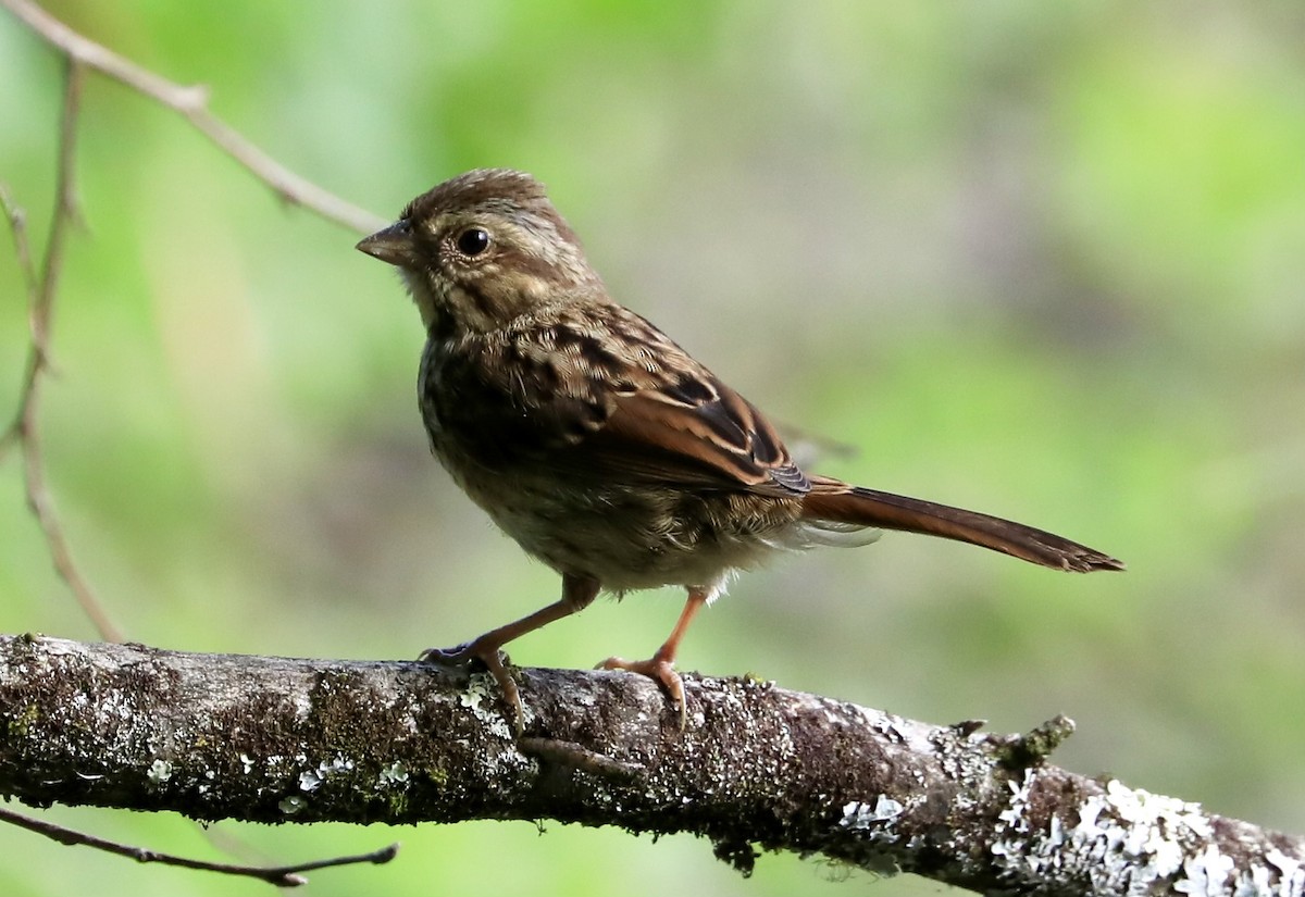 Swamp Sparrow - Lynne Harding