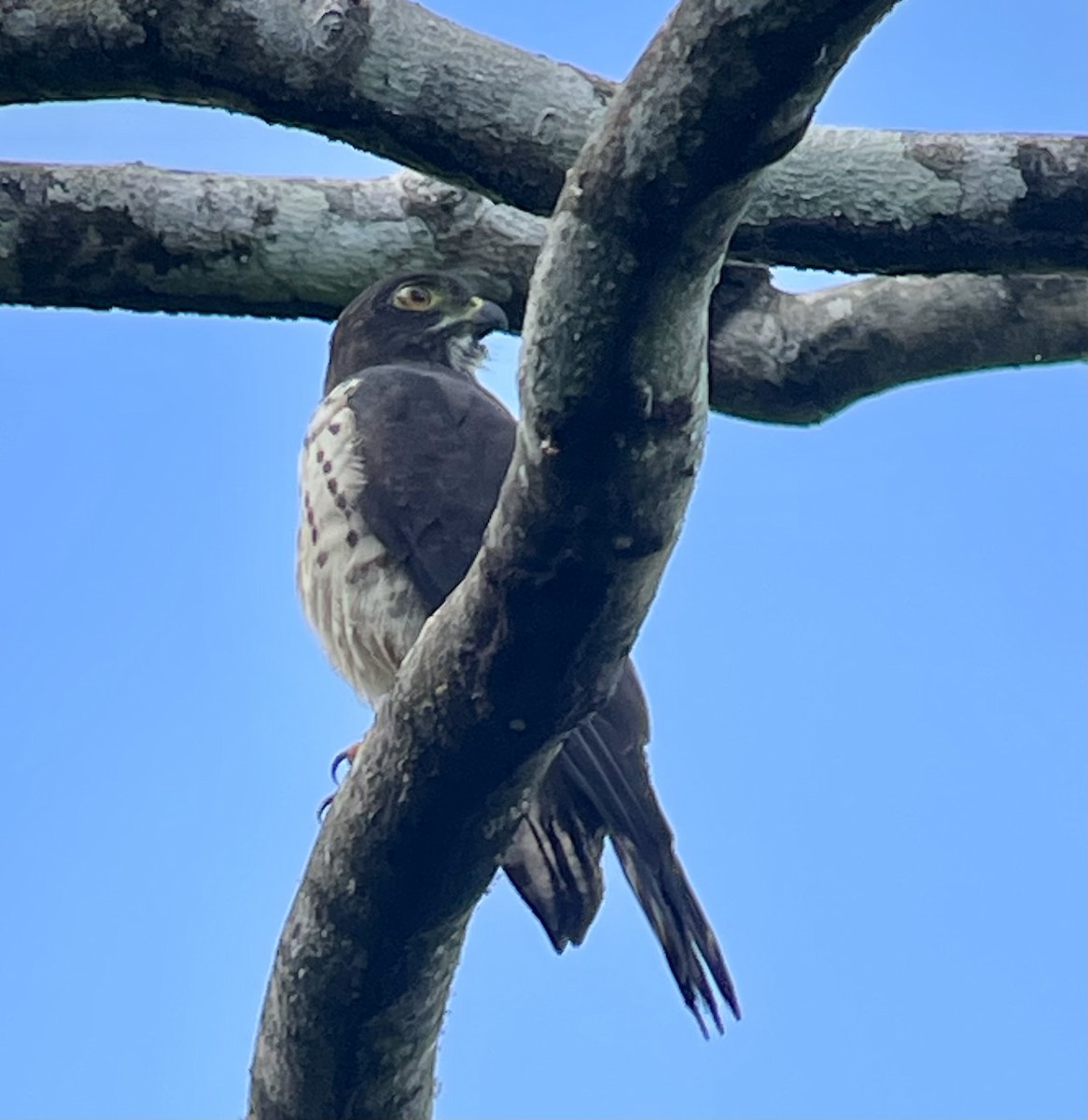Double-toothed Kite - Magill Weber