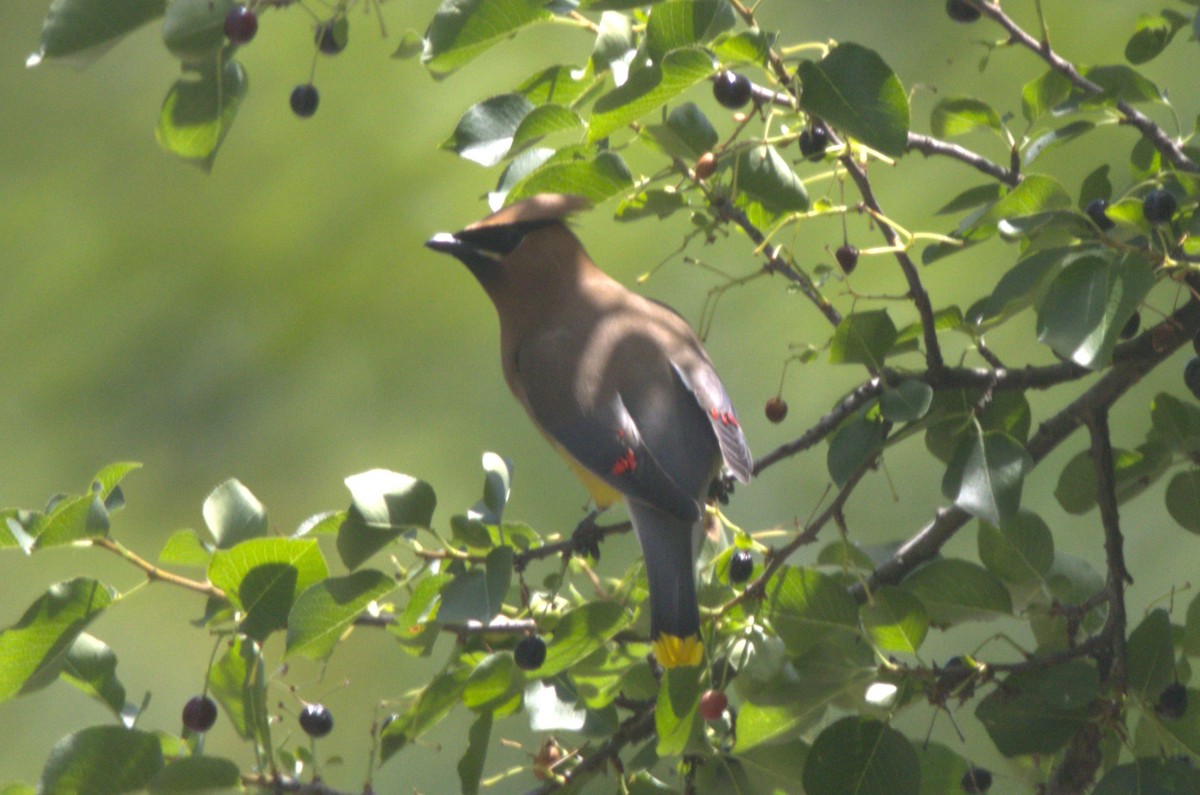 Cedar Waxwing - David Bennett