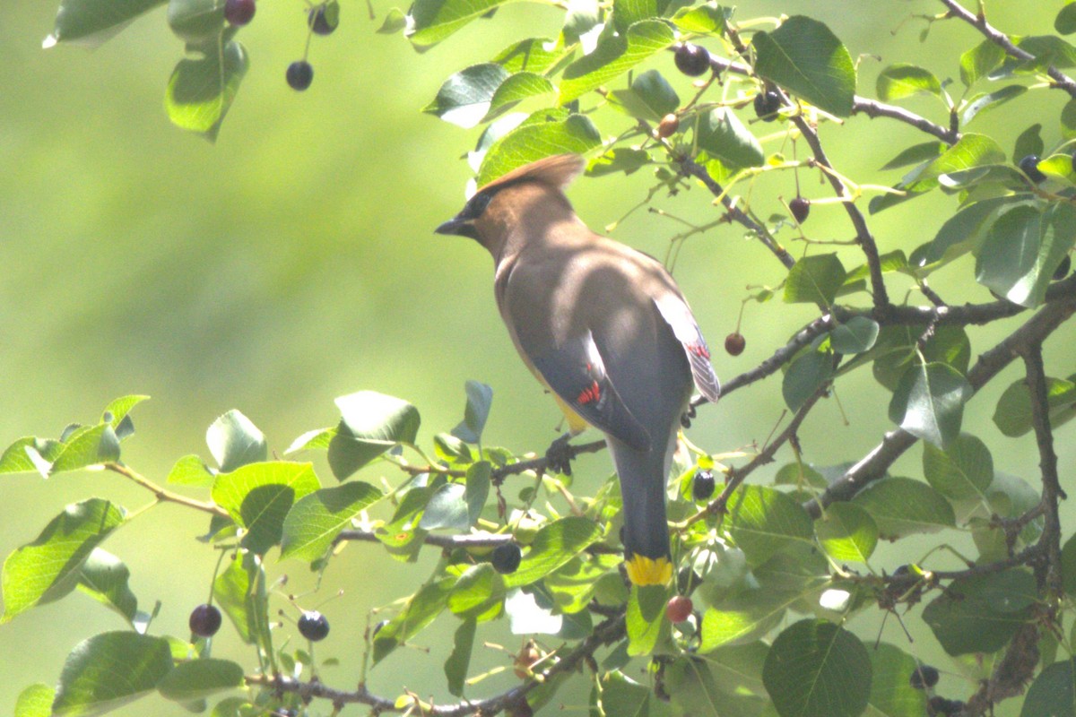 Cedar Waxwing - ML620895298