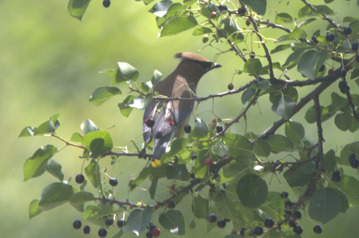 Cedar Waxwing - ML620895299