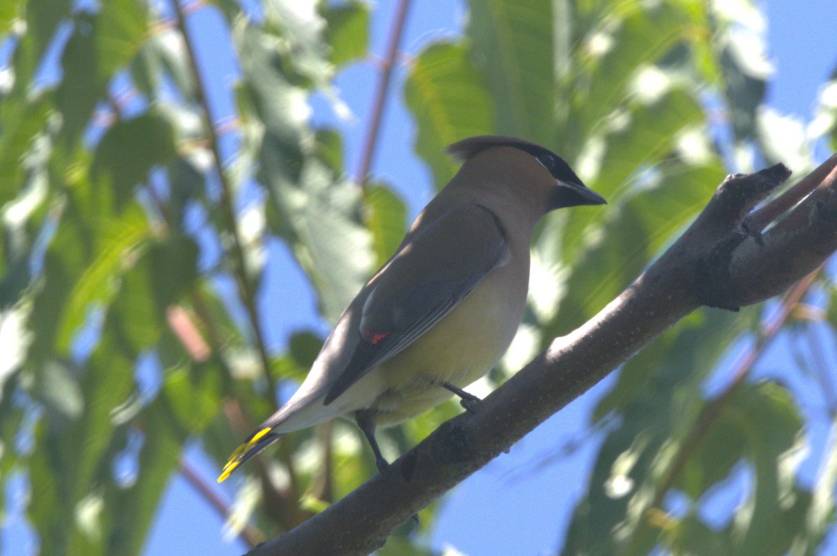 Cedar Waxwing - ML620895300