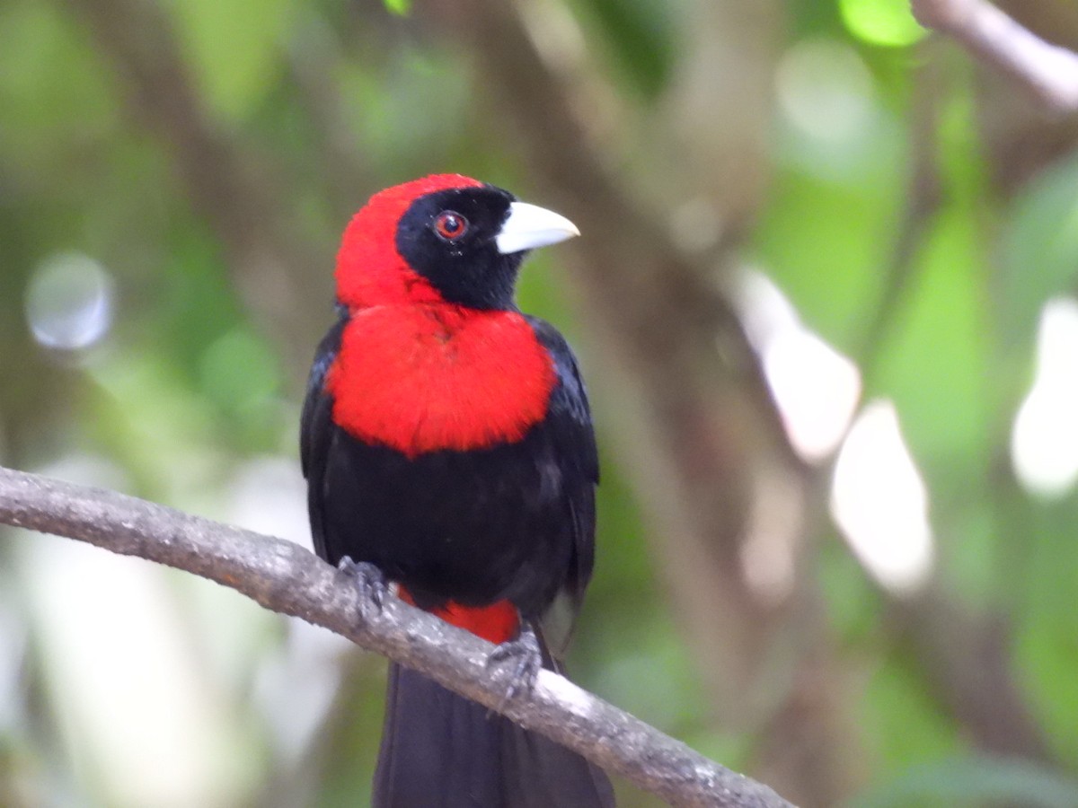 Crimson-collared Tanager - Néstor Villalobos Rojas