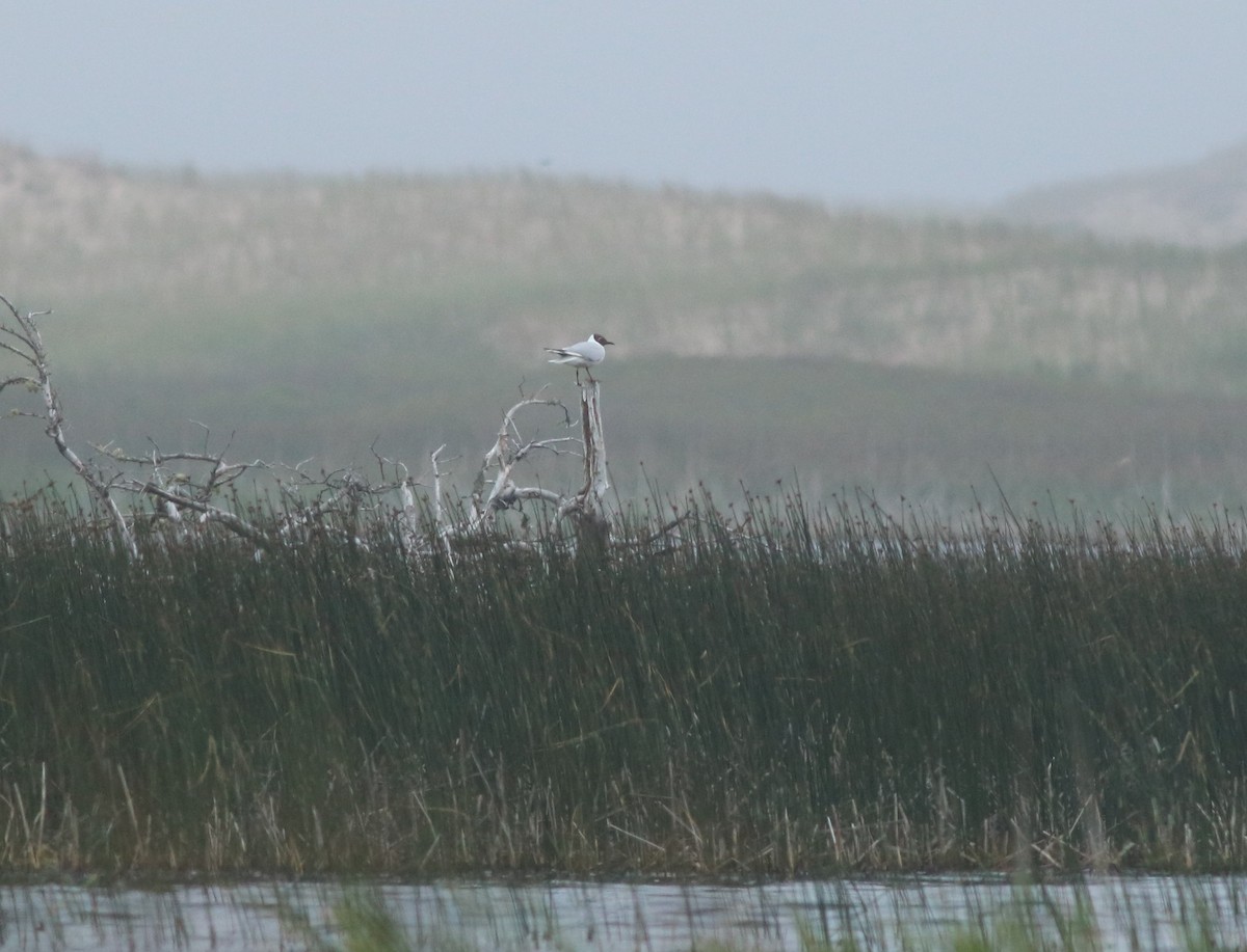 Black-headed Gull - ML620895306