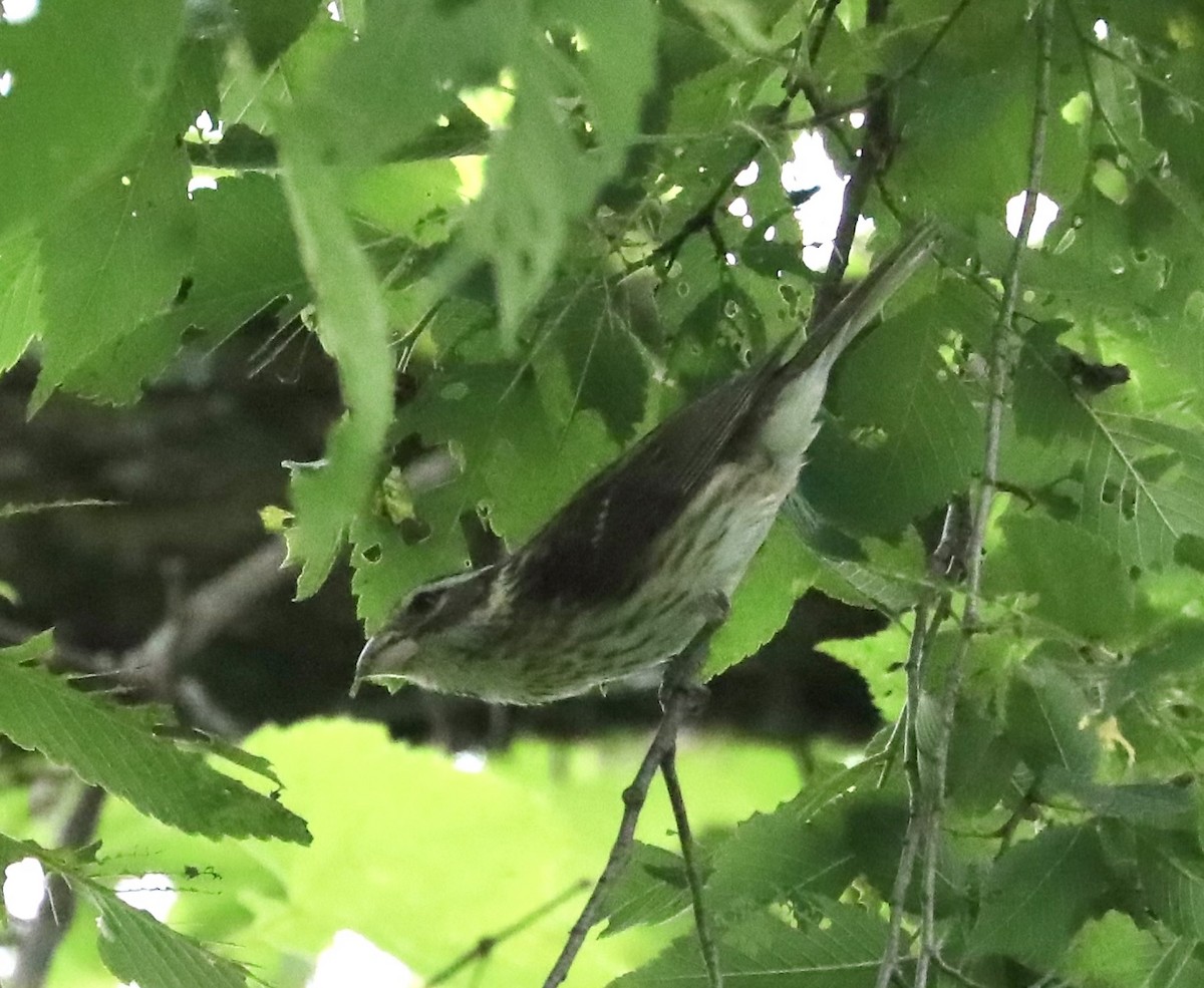 Rose-breasted Grosbeak - ML620895308