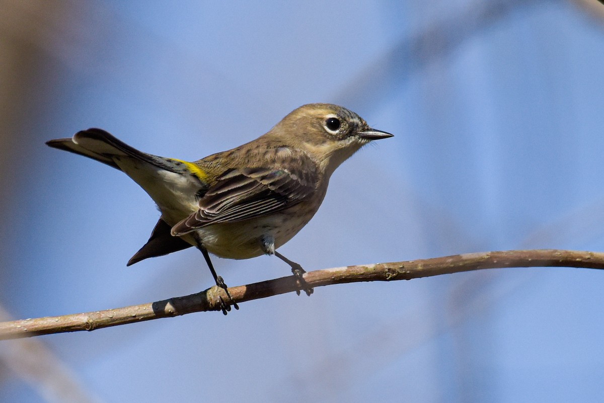 Kronenwaldsänger (coronata) - ML620895311