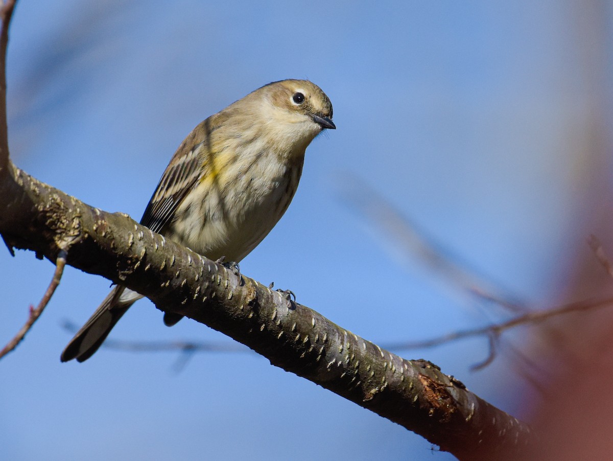 Yellow-rumped Warbler (Myrtle) - ML620895313