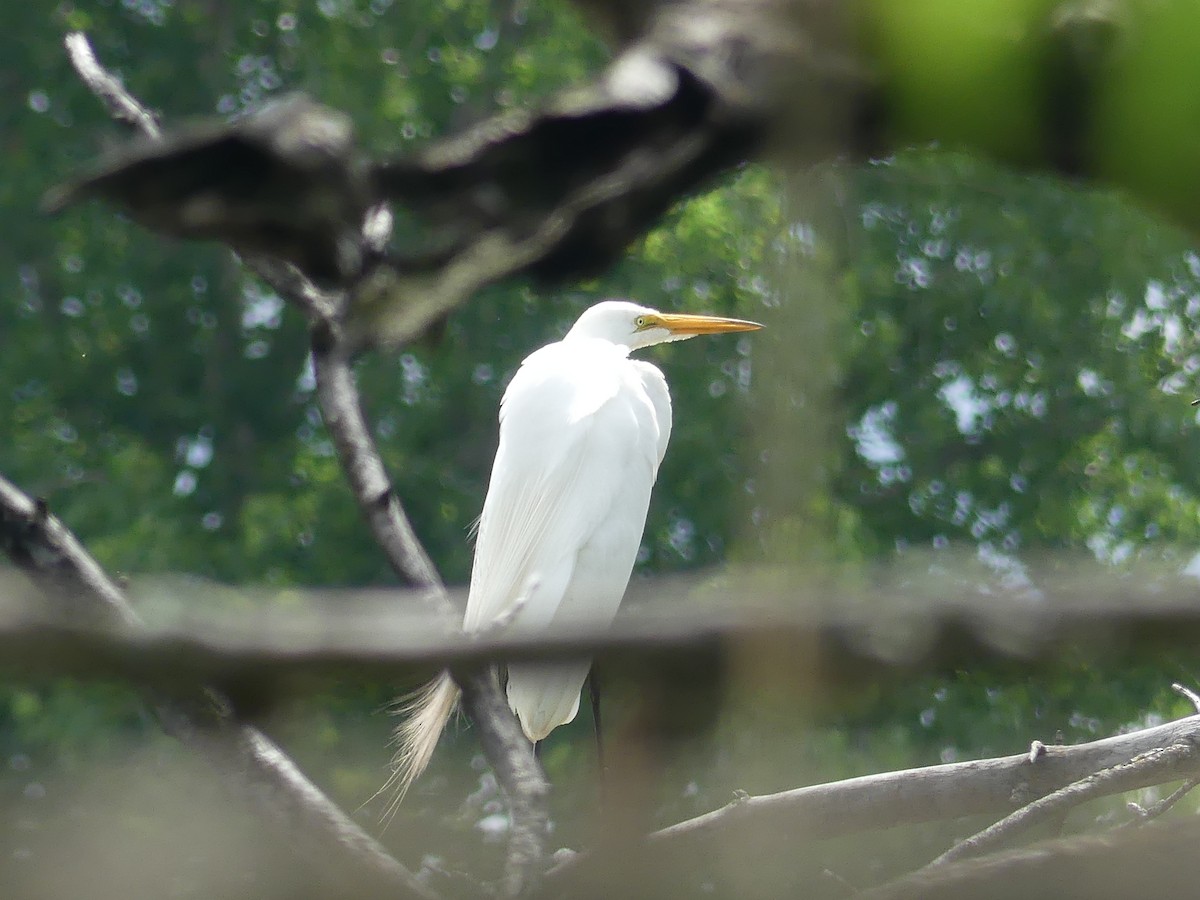 Great Egret - ML620895315