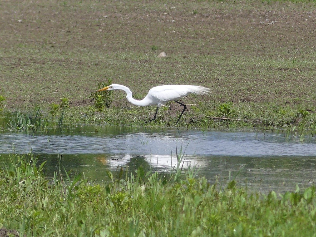 Great Egret - ML620895316