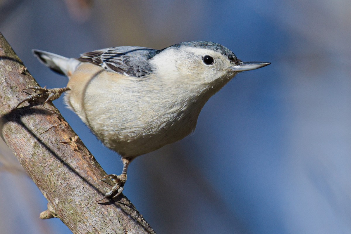 White-breasted Nuthatch (Eastern) - ML620895318