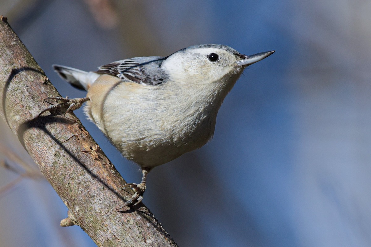 Sittelle à poitrine blanche (carolinensis) - ML620895319