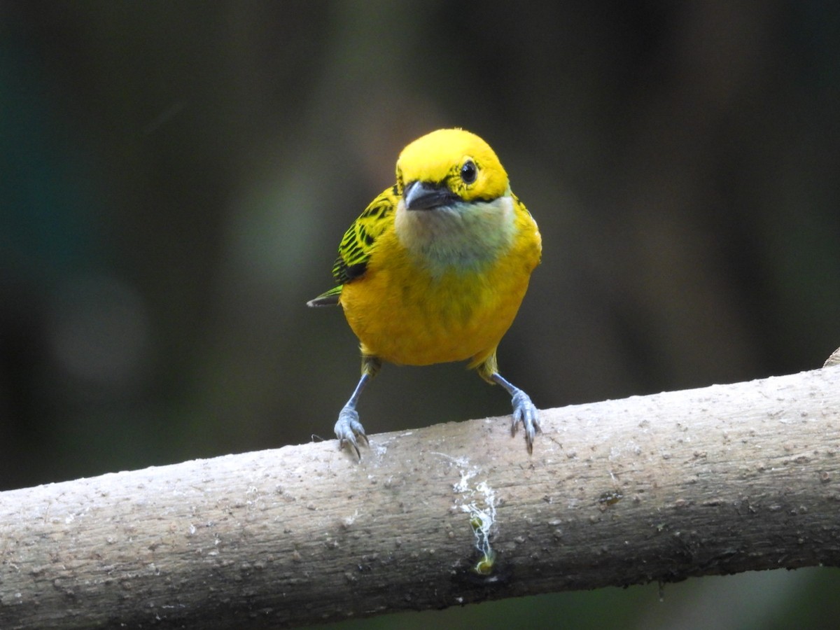 Silver-throated Tanager - ML620895321