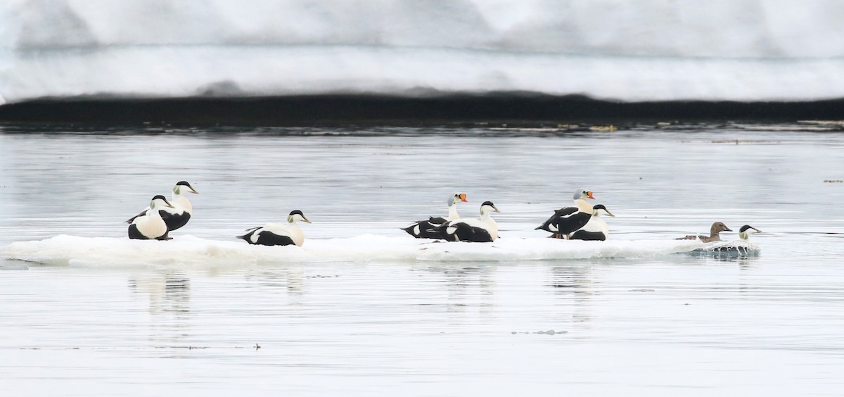 Eider à tête grise - ML620895322