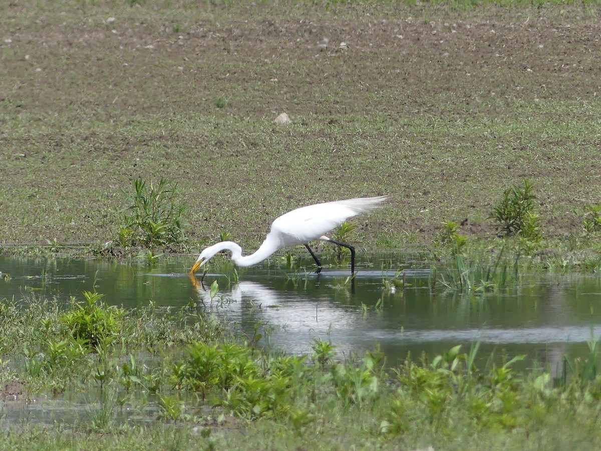 Great Egret - ML620895324