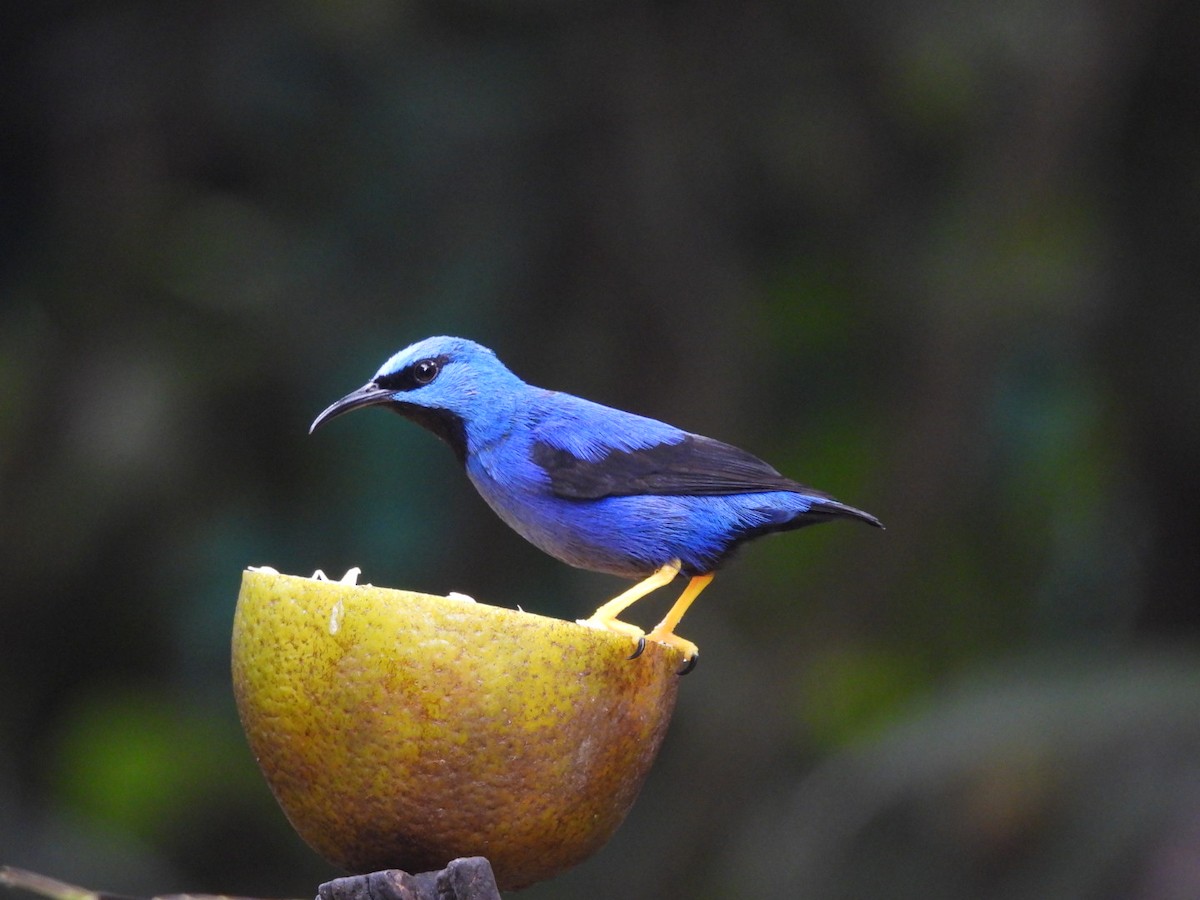 Shining Honeycreeper - ML620895326