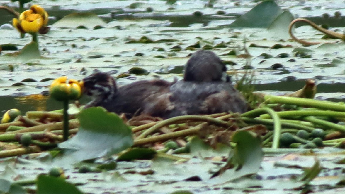 Pied-billed Grebe - ML620895327