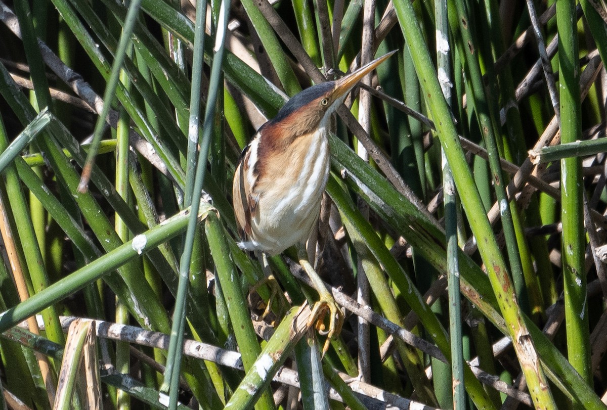 Least Bittern - ML620895329