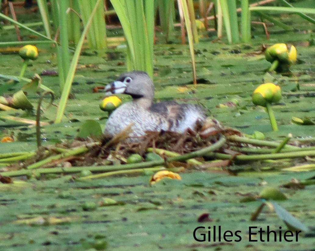 Pied-billed Grebe - ML620895331