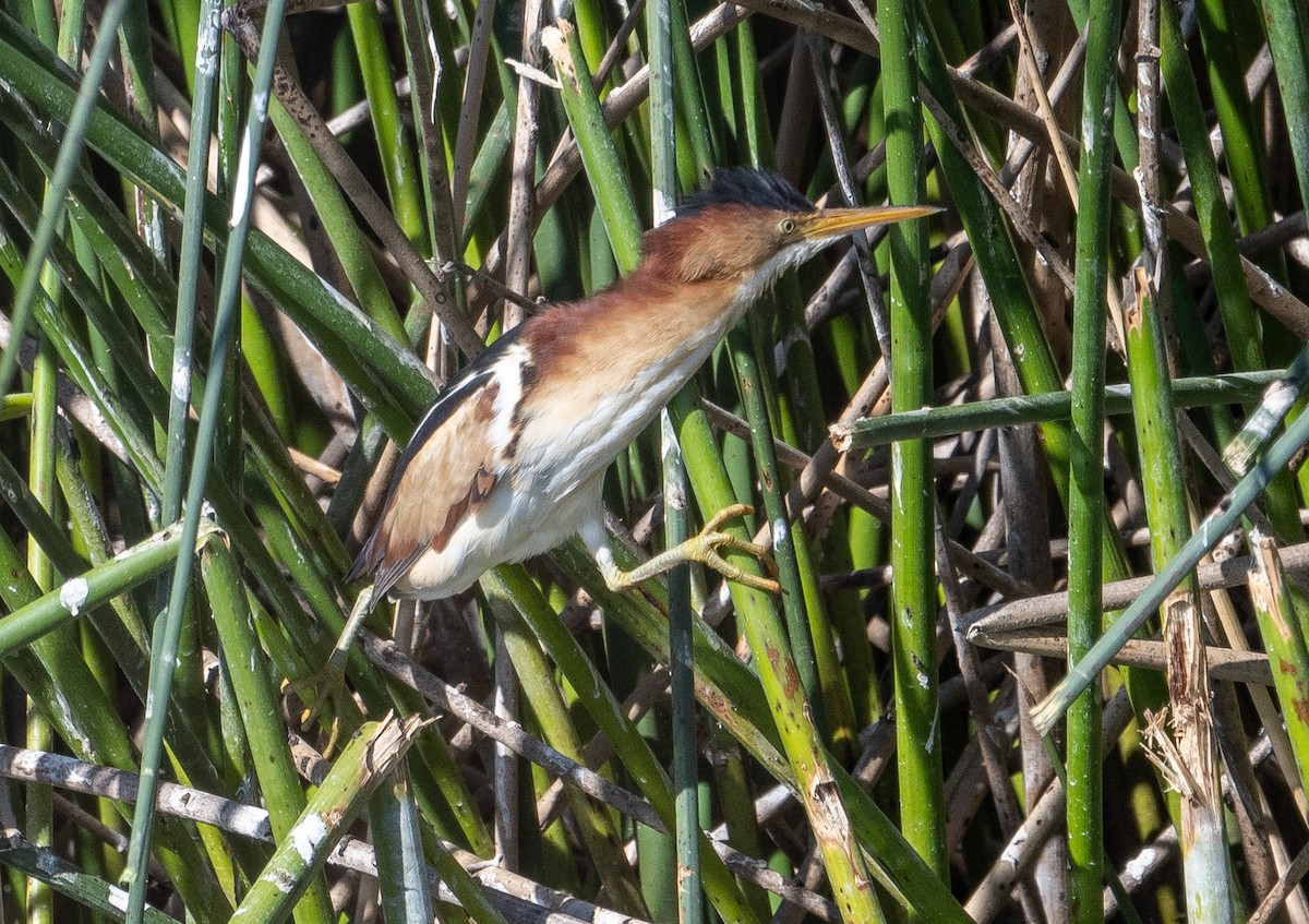 Least Bittern - ML620895332