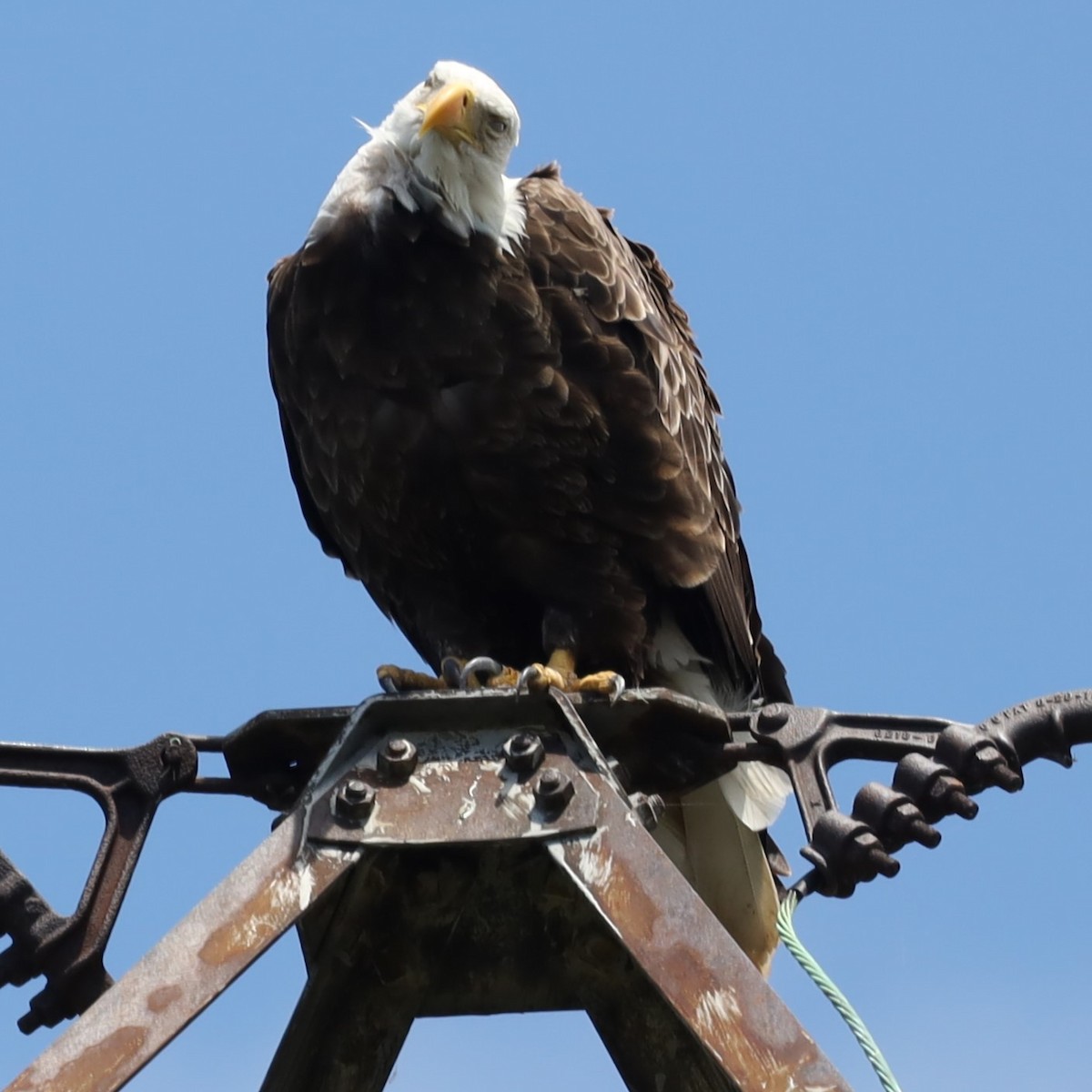 Weißkopf-Seeadler - ML620895333