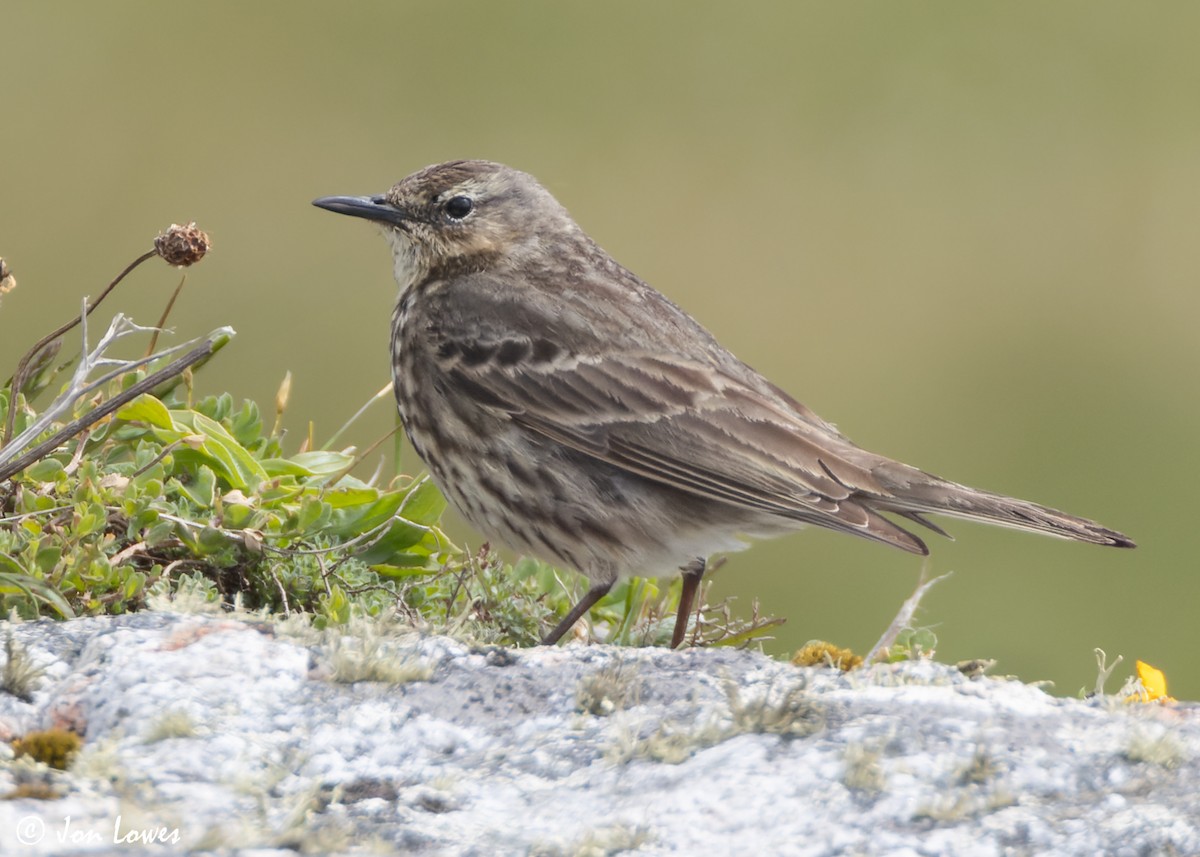 Rock Pipit (Western) - ML620895334