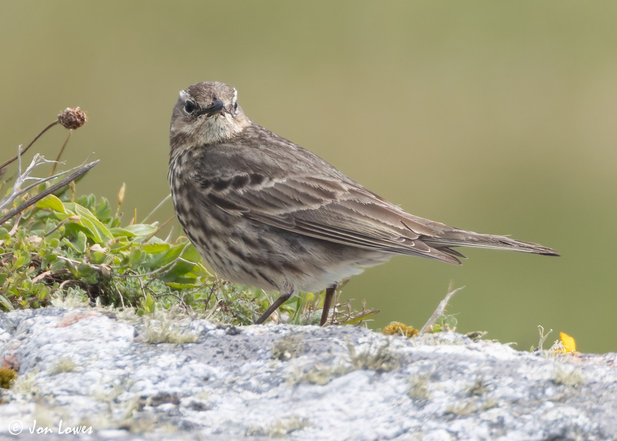 Rock Pipit (Western) - ML620895336