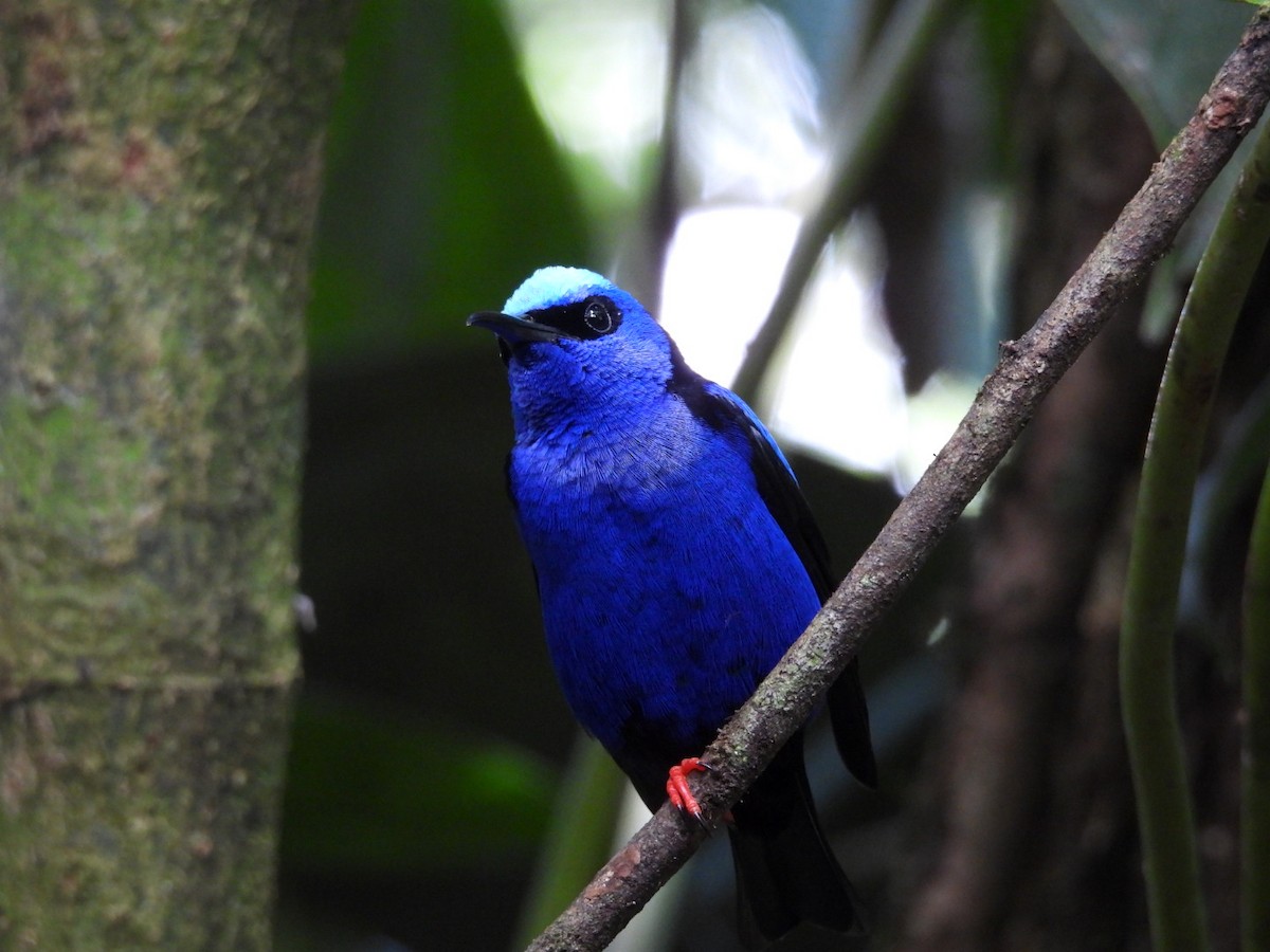 Red-legged Honeycreeper - ML620895338