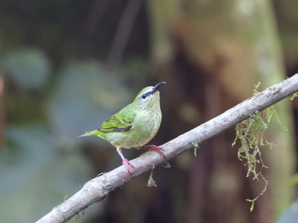 Red-legged Honeycreeper - Néstor Villalobos Rojas