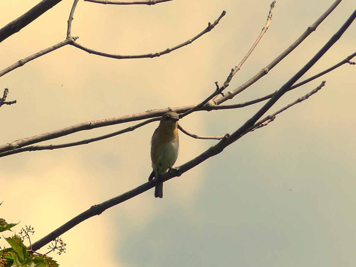 Eastern Bluebird - ML620895341