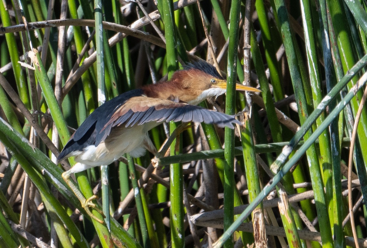 Least Bittern - ML620895342