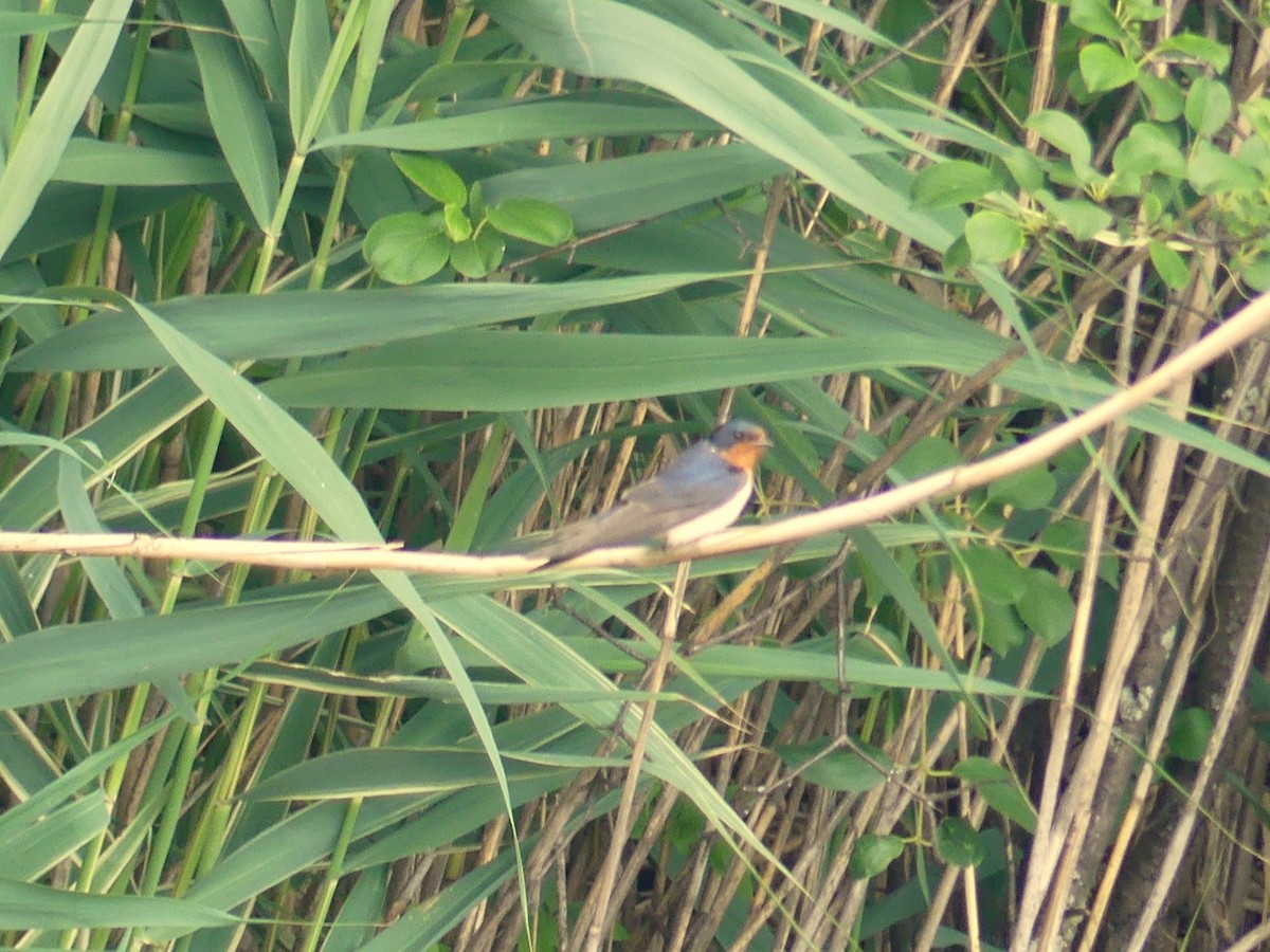 Barn Swallow - ML620895343