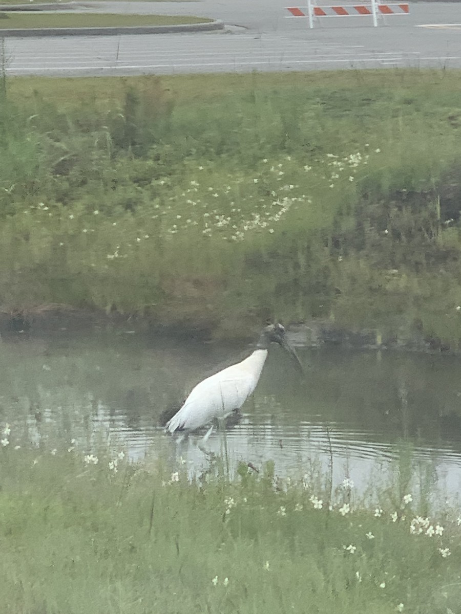 Wood Stork - ML620895344