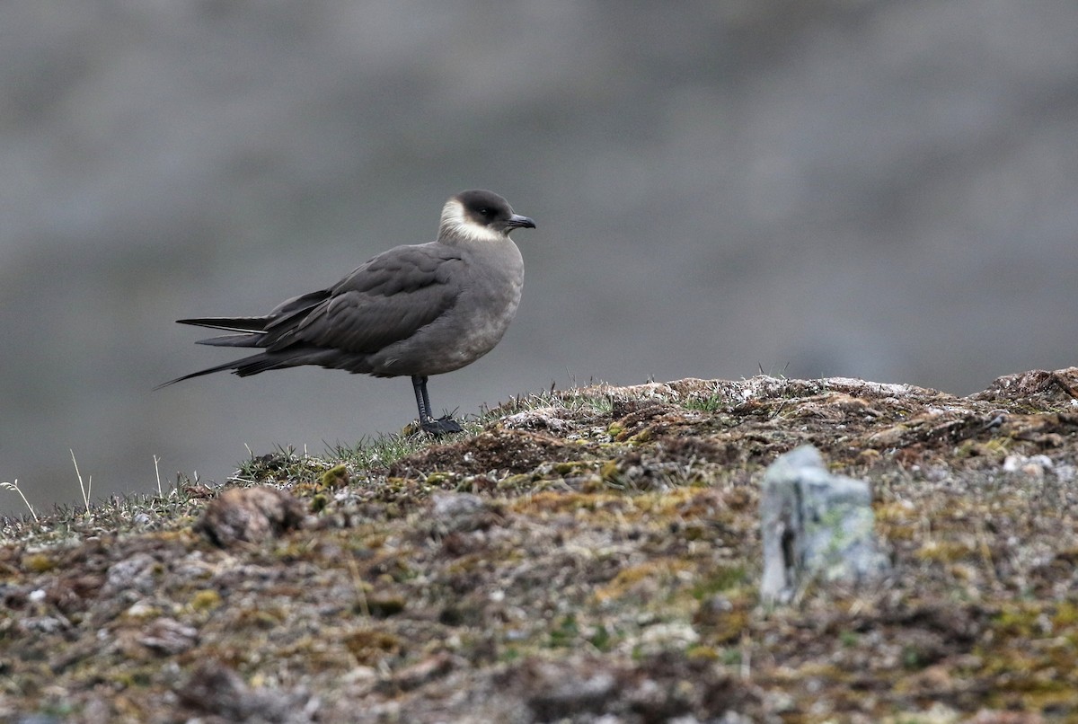 Parasitic Jaeger - ML620895350