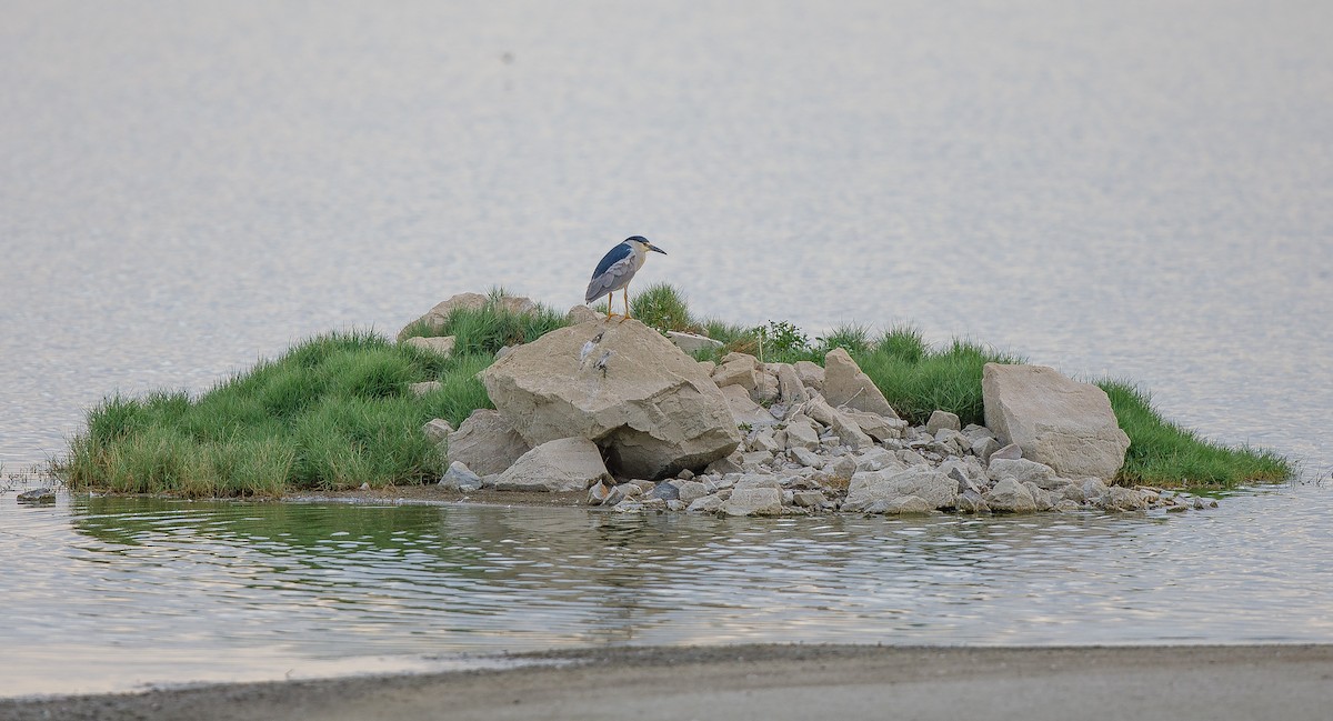 Black-crowned Night Heron - ML620895351