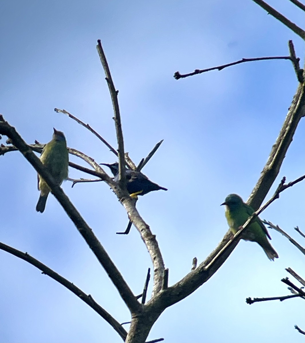 Shining Honeycreeper - ML620895352