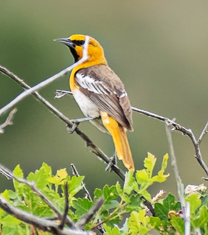 Bullock's Oriole - ML620895355