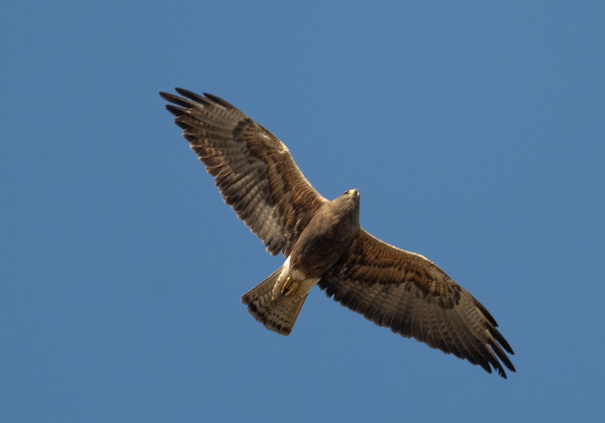 Swainson's Hawk - ML620895357