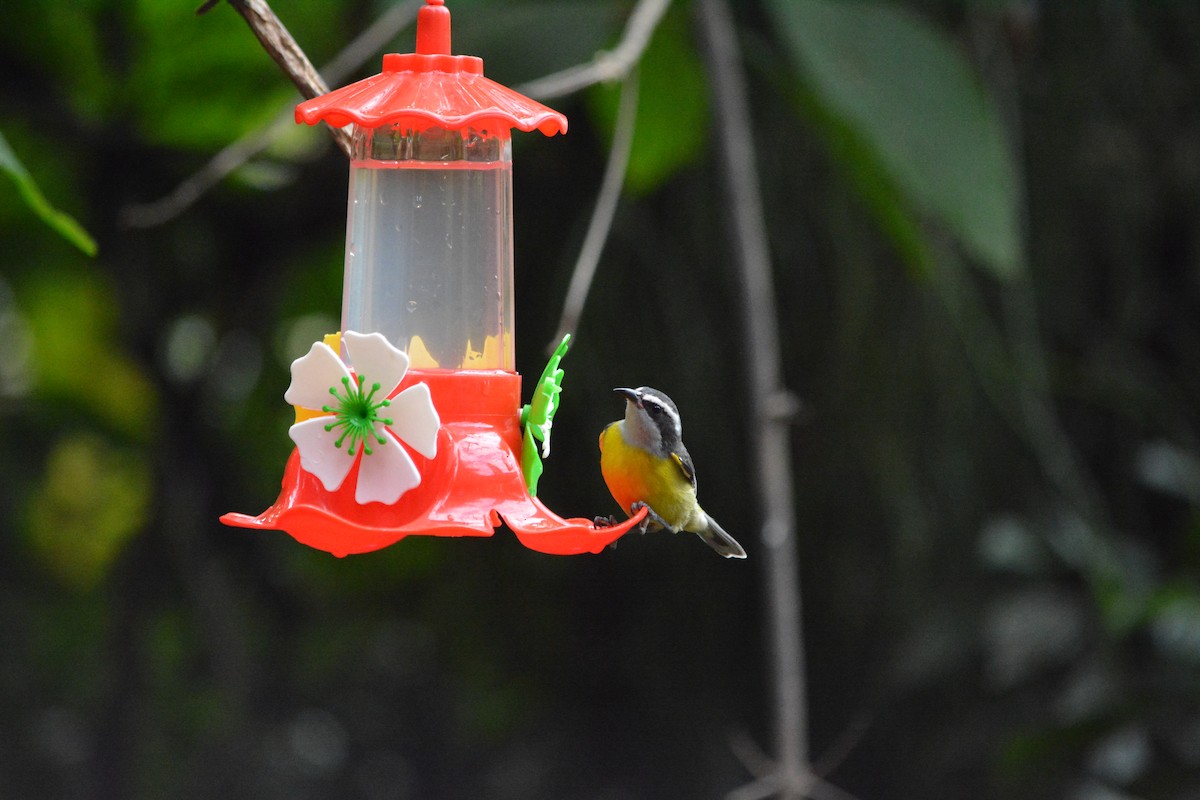 Bananaquit - Beata Matysiokova