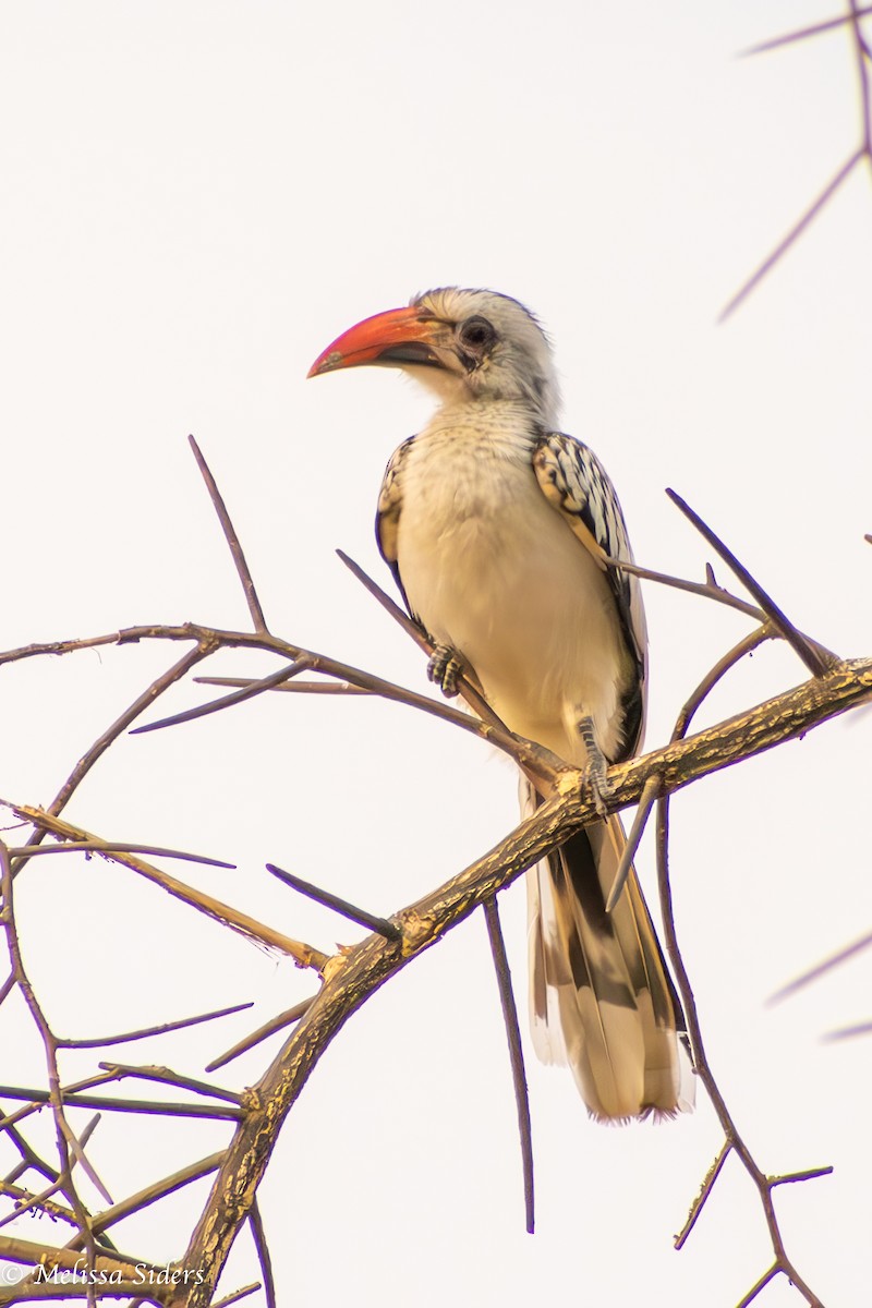 Western Red-billed Hornbill - ML620895364