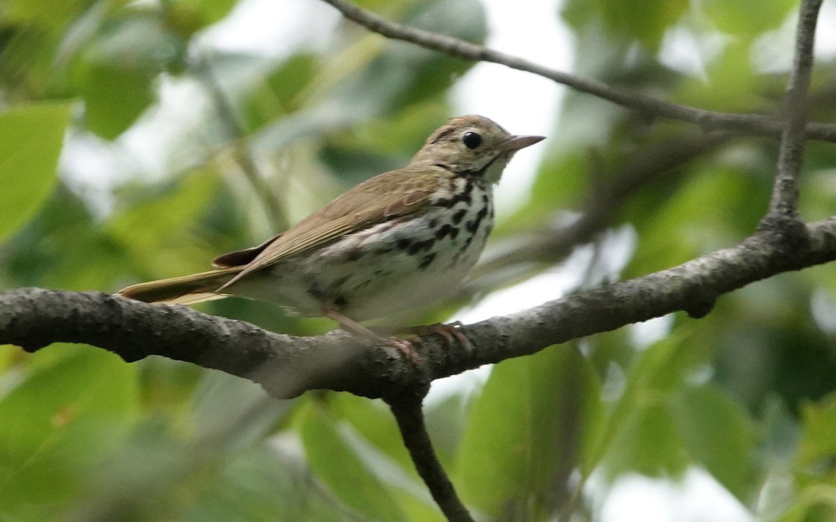 Ovenbird - ML620895366