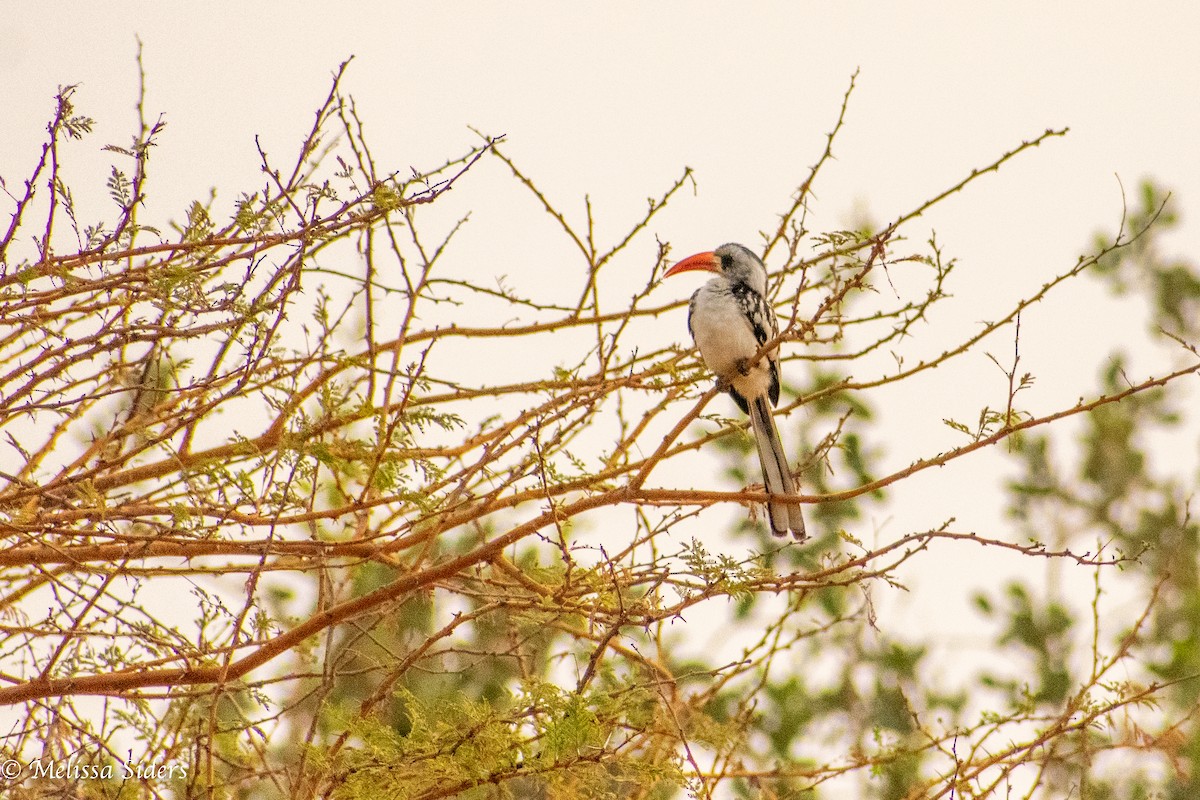 Western Red-billed Hornbill - ML620895376