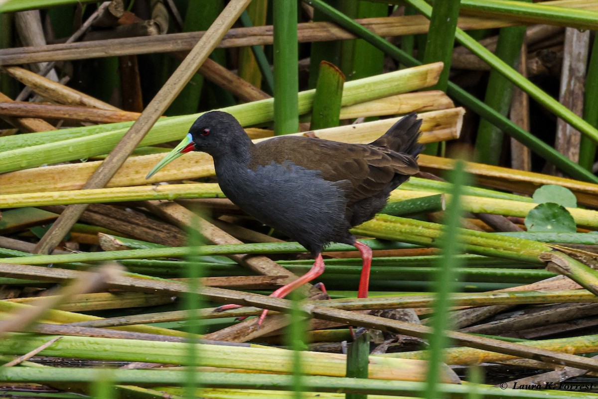 Plumbeous Rail - ML620895378