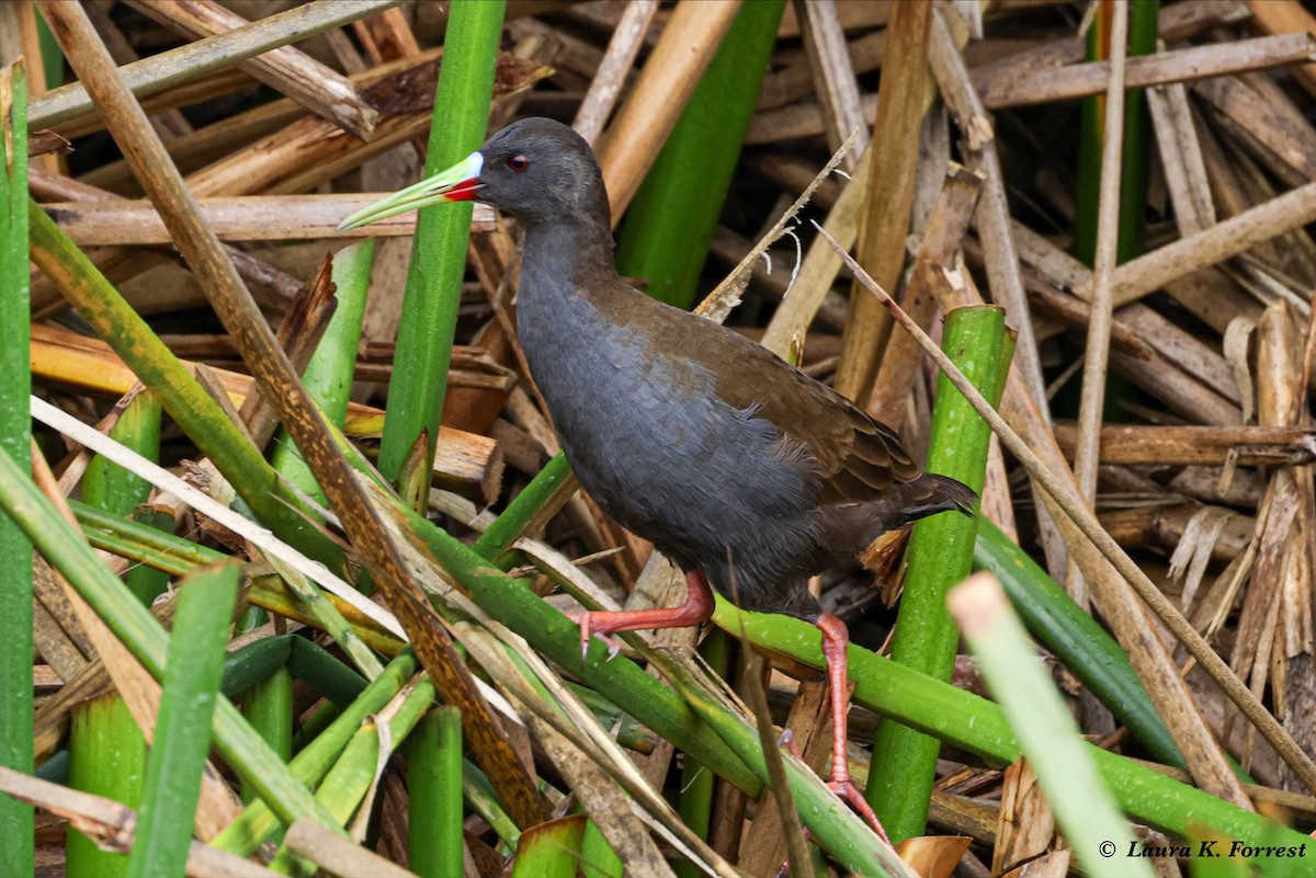 Plumbeous Rail - ML620895379