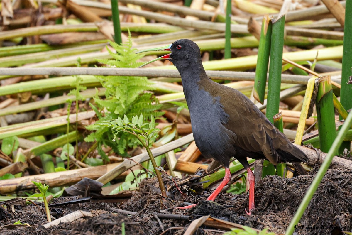 Plumbeous Rail - ML620895380